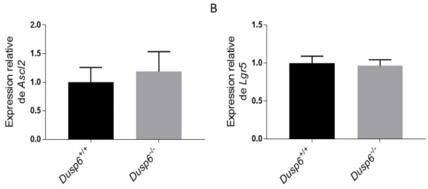 Figure 10 La délétion de Dusp6 n’altère pas l’expression de marqueurs de cellules souches dans  le côlon 