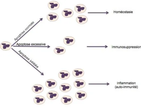 Figure 3 : L’importance de l’équilibre de la population de neutrophiles (inspirée de Denis Girard, PhD,  Introduction à la toxicologie du système immunitaire, SES 9802, INRS-IAF, automne 2012) 
