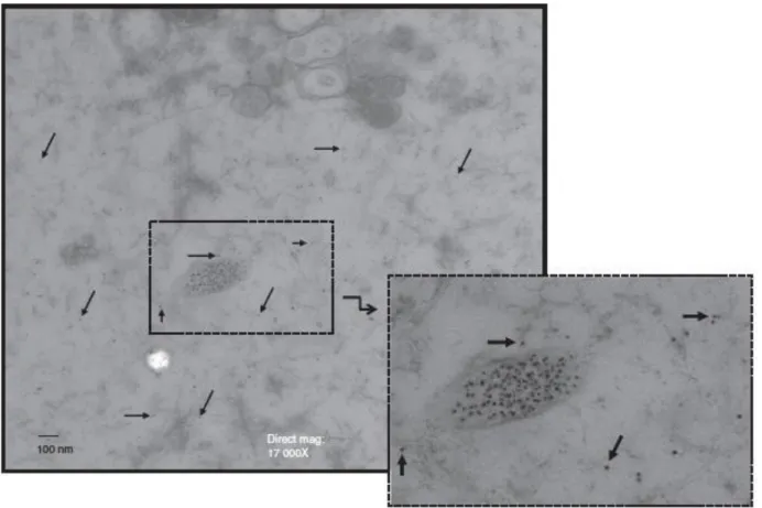 Figure 5. Silver nanoparticles of 20 nm (AgNP20) are randomly distributed throughout the cytosol in human  polymorphonuclear  neutrophils  over  time