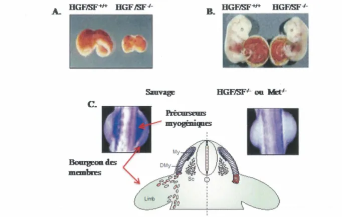 Figure 5: Rôles de HGF et du récepteur Met dans le développement embryonnaire  A.  HGF/SF  dans  le  développement du foie