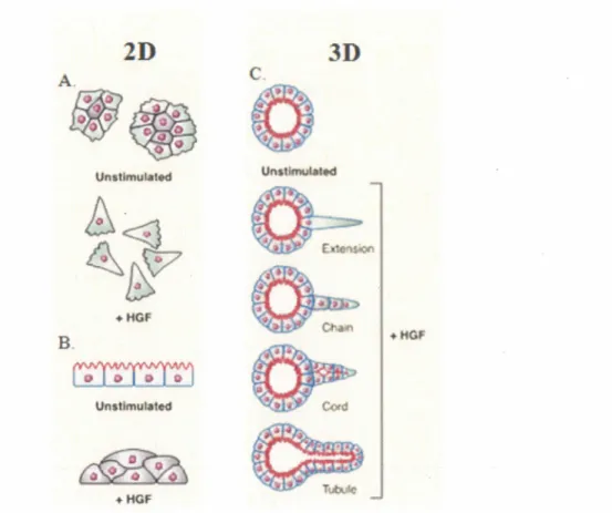 Figure  7  :  Réponses  biologiques  de  l'HGF/SF  sur  les  cellules  épithéliales  MDCK  en  culture en 2D et 3D 