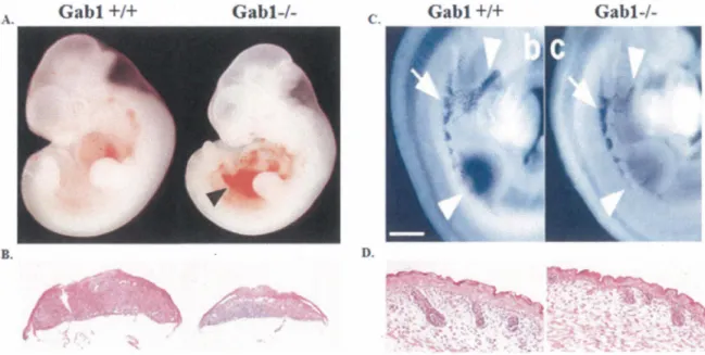 Figure 8 : Rôles de Gabl dans le développement embryonnaire 