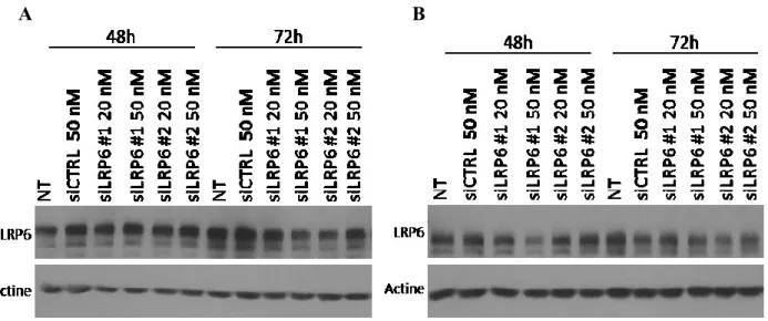 Figure  5:  Évaluation  de  l’efficacité  des  ARN  interférants  dirigés  contre  l’ARN  messager de LRP6