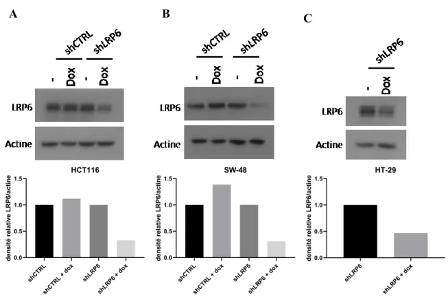 Figure  6:  Validation  d’un  modèle  d’expression  stable  de  shARN  inductibles  dirigés  contre LRP6 