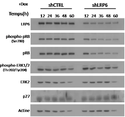 Figure 7: Impact de la baisse d’expression de LRP6 sur certains marqueurs du cycle  cellulaire