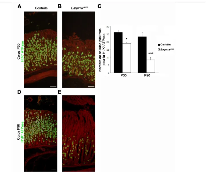 Figure 13. Diminution progressive du nombre de cellules pariétales de P30 à P90 chez  les souris Bmpr1a MES