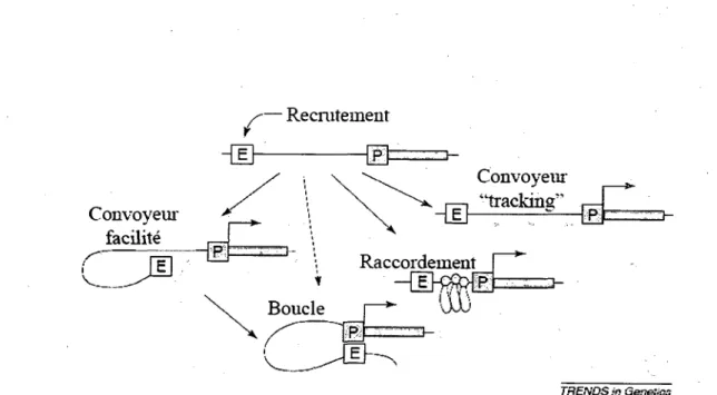 Figure 3. Differents modeles de la communication entre amplificateur (E) et promoteur  proximal (P) (adapte de Dean, 2006)