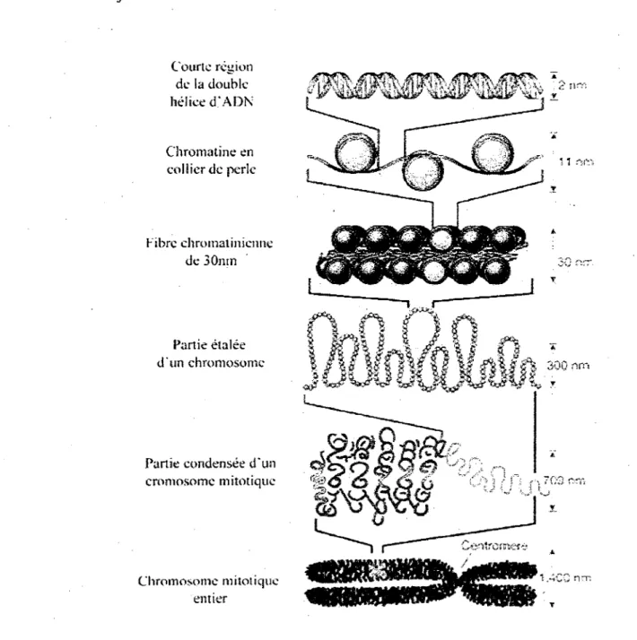 Figure 5. Representation des niveaux de compaction de la chromatine (adapte de  Felsenfeld et Groudine, 2003)