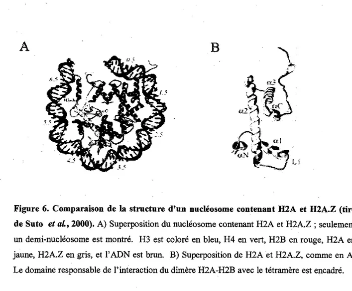 Figure 6. Comparaison de la structure d'un nucleosome contenant H2A et H2A.Z (tire  de Suto et aL, 2000)