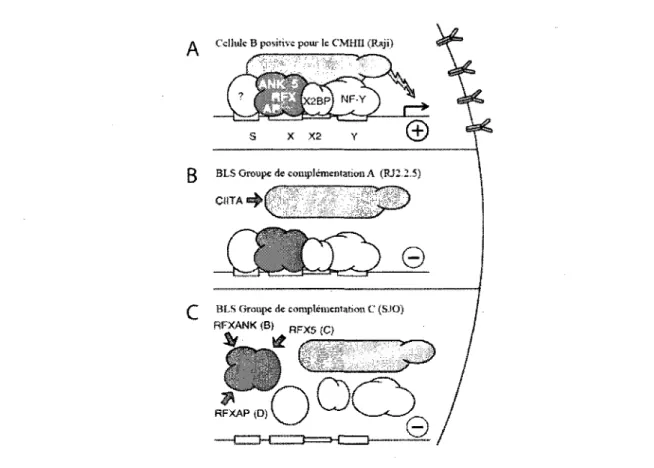 Figure 7. Activation de la transcription des genes du CMH II dans les LB normaux et  dans des cellules de patients atteints du BLS (adapte de Reith, 2001)