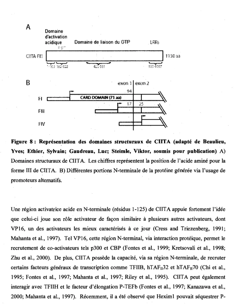 Figure 8 : Representation des domaines structuraux de CIITA (adapte de Beaulieu,  Yves; Ethier, Syivain; Gaudreau, Luc; Steimle, Viktor, soumis pour publication) A)  Domaines structuraux de CIITA