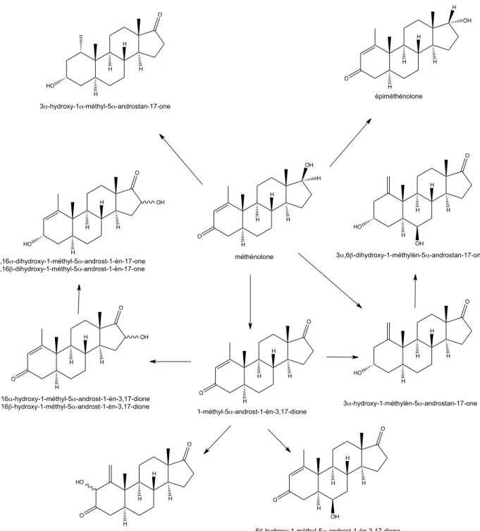 Figure 5 : Voies de biotransformation de la méthénolone observées par Goudreault et Massé (1990)