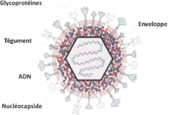 Figure 2- Structure du VHS-1.  Le  monomère  génomique  se trouve dans une  capside  icosaédrique surmontée du  tégument elle toul enveloppé d'une membrane  bilipidique dans laquelle sont ancrées des glycoprotéines