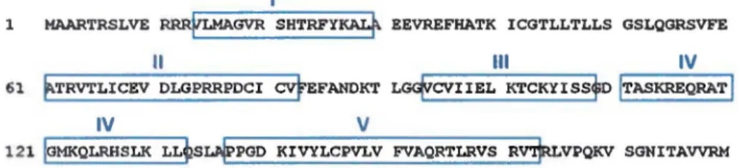 Figure  5  - Séquence  primaire en  acides  aminés  de  la  protéine  UL24  de  la  souche  KOS  du  VHS-1