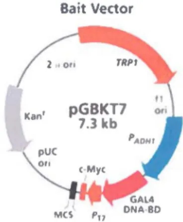 Figure  7  - Description  du  vecteur  pGBKT7  utilisé  pour  le  criblage  double  hybride