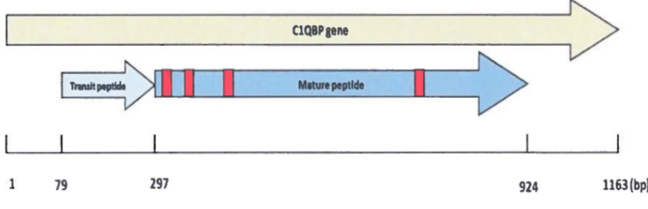 Figure  9- Représentation  du  gène  de  ClQBP  et  localisation  des  siRNAs.  Le  gène  de  CIQBP  possède  1163  paires  de  bases  (NCBl  Reference  Sequence:  NM_001212.3)