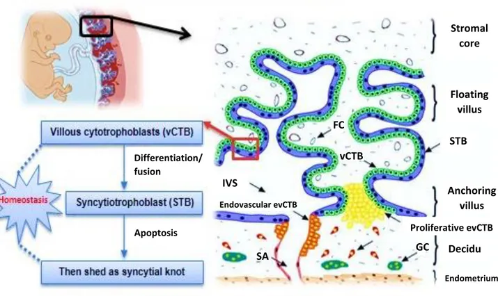 Figure  1  :  Illustration  of  human  villous  trophoblast  differentiation.  Villous  cytotrophoblast  (mononucleated)  aggregate  and  fuse  into  syncytiotrophoblast  (multinucleated)  in  a  highly  organized  process