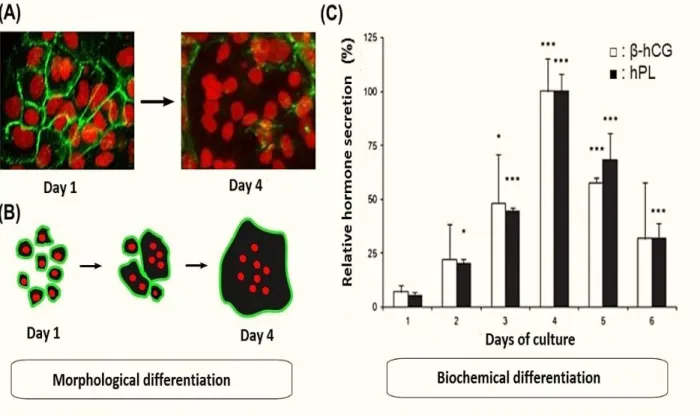 Figure  4  :  Biochemical  and  morphological  differentiation  of  villous  trophoblast