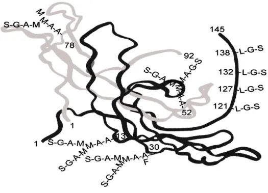 Figure 5 :  The 3-D structure of hCG. L: N-acetylgalactosamine, A : N-acetylglucosamine, S: sialic acid  or N-acetyl-neuraminic acid, G: galactose, M: mannose, F: fuctose (Cole, 2012)