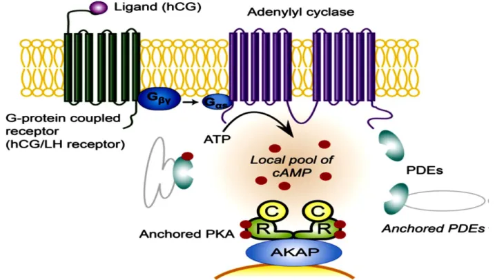 Figure  6  :  hCG/LH  receptor  (G-protein  coupled  receptor)  once  stimulated  by  hCG  results  in  AC  activation  and  cAMP  pool  increase