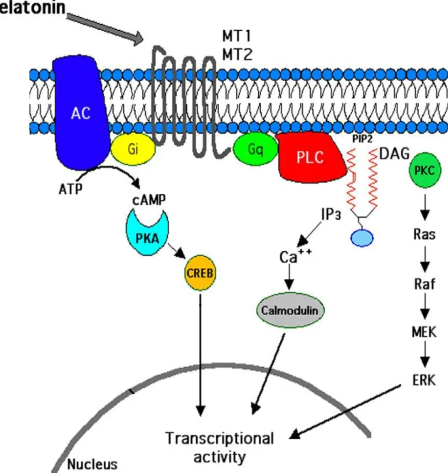 Figure 9 : Illustration of signaling pathways triggered by melatonin MT1/MT2 receptor