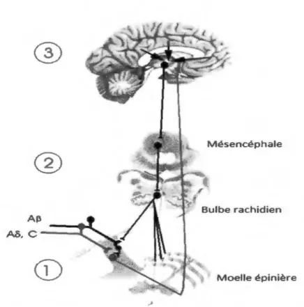 Figure 2: Les mécanismes endogènes de contrôle de la douleur. 