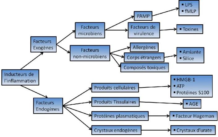 Figure  1:  Principaux  inducteurs  de  l’inflammation.  Les  inducteurs  de  l’inflammation  sont  classés  en  deux  catégories:  les  facteurs  exogènes  et  les  facteurs  endogènes