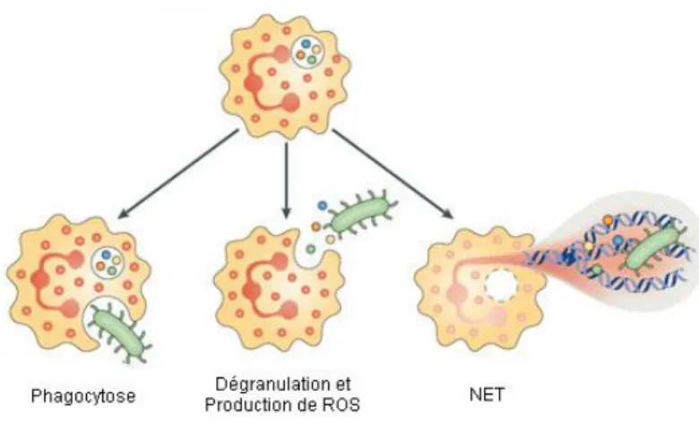Figure  3:  Mécanismes  utilisés  par  le  neutrophile  pour  éliminer  les  pathogènes