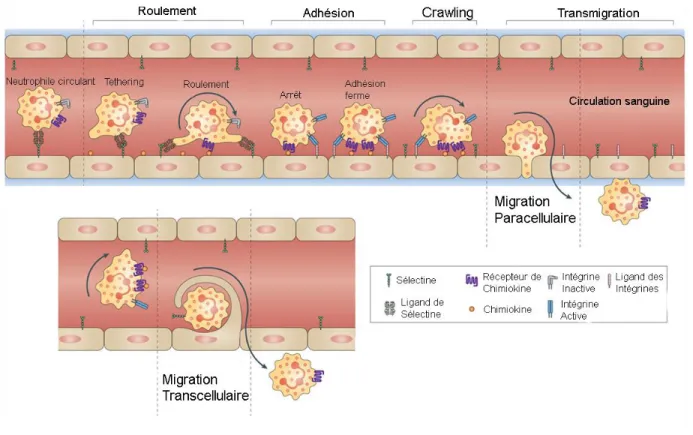 Figure 4: Étapes du processus de migration paracellulaire et transcellulaire des neutrophiles