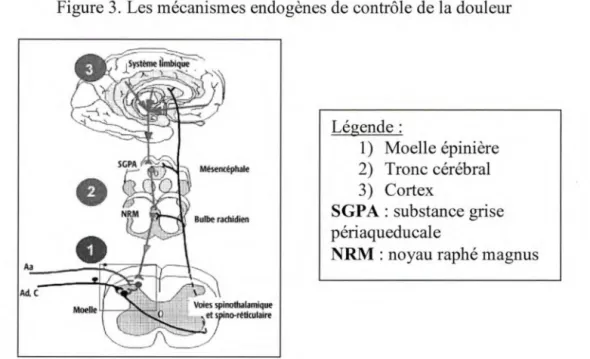 Figure 3. Les mécanismes endogènes de contrôle de la douleur 