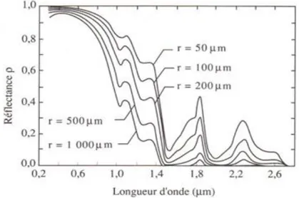 Figure 2.2. Réflectance de la neige en fonction de la dimension des cristaux de glace pour un angle  d’incidence de 60° (Bonn et Rochon, 1992)