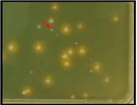 Figure 16. Exemple d’une plaque de criblage effectué sur le mutant E264ΔbtaI1ΔbtaI2ΔbtaI3