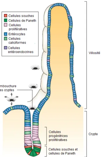Figure 1: L'axe crypte-villosité de l'épithélium intestinal. 