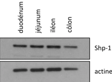 Figure 5: Profil d'expression de Shp-1 dans l'épithélium murin adulte. 