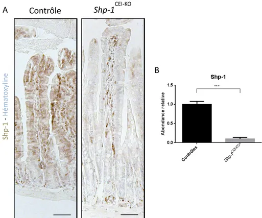 Figure 7: Validation de la perte épithéliale de Shp-1. 