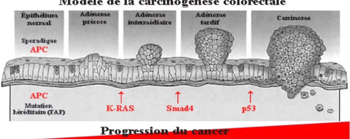 Figure 9 - Modèle de la carcinogénèse colorectale 