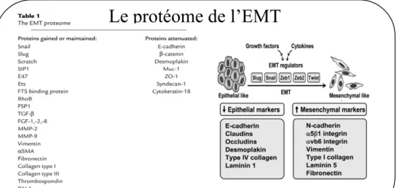 Table 1 – Le protéome de l’EMT 