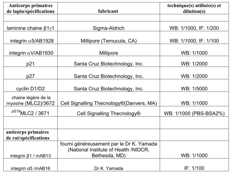 Tableau 1 : Liste des anticorps primaires (suite) 