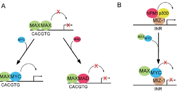 Figure 3 : Le réseau de MAX/MYC/MAD et MIZ-1.  (A) La fonction de la protéine  codée par le  proto-oncogène  MYC  est modulée par la disponibilité de son partenaire de  liaison hétérodimère MAX