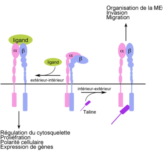 Figure 5 :  Modèle d’activation  et de signalisation des intégrines.  La majorité des  intégrines est exprimée à la membrane plasmique sous une forme inactive, repliée sur  elle-même