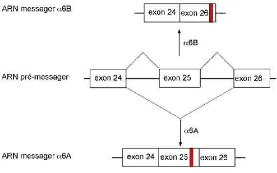 Figure 6 : Schéma de l’épissage alternatif de la sous-unité intégrine α6.  L’ARN  prémessager de la sous-unité intégrine α6  codant pour le domaine cytoplasmique est formé  de trois exons (exon 24, exon 25 et exon 26)