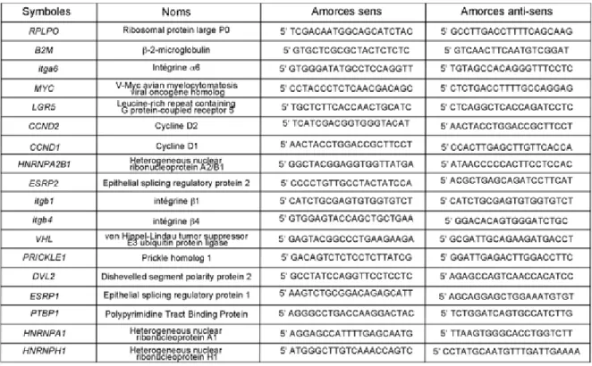 Tableau 4 : Séquence des amorces utilisées pour l’amplification des gènes en PCR  quantitative 