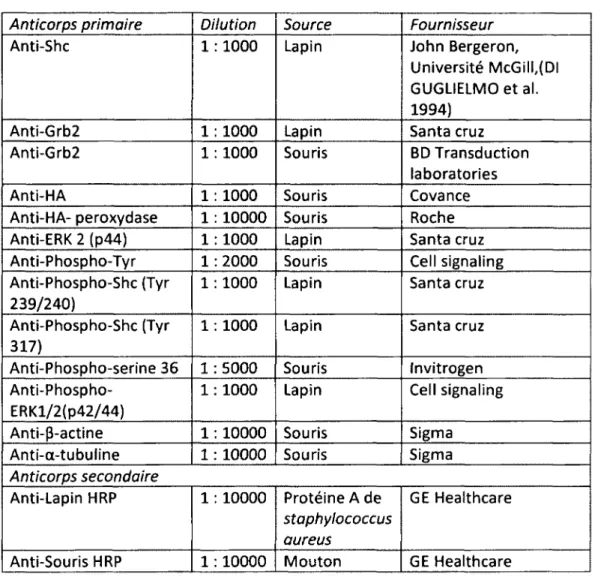 Tableau 2 : Liste des anticorps utilisés en immunobuvardage 