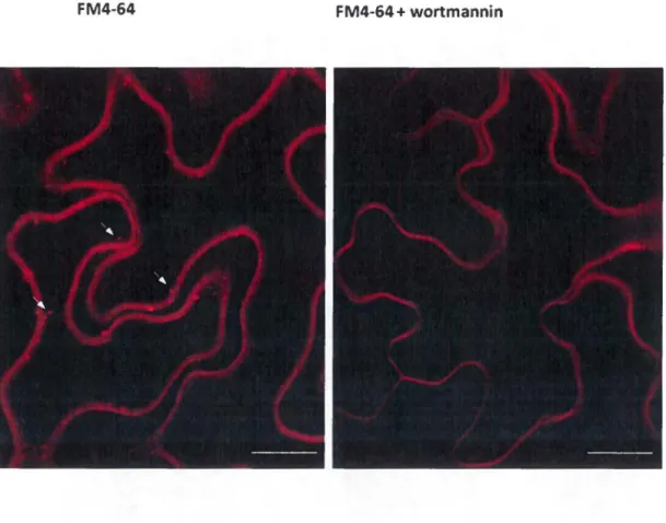 Figure S3.  Single-section confocal microscopy images show  FM4-64-Iabeled endocytic vesicles  (arrows,  left  panel)  and  inhibition  of FM4-64-Iabeled  endocytic vesicle  formation  by  20 J,JM  worthmannin  treatment  4h prior staining (right panel)