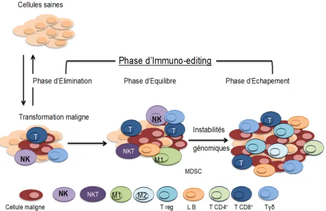 Figure I.1: les trois phases de l’échappement de la tumeur à l’action du  système immunitaire