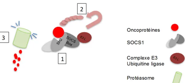 Figure I.4. Rôle de SOCS1 comme suppresseur via l’ubiquitination des  substrats la signalisation des cytokines inflammatoires