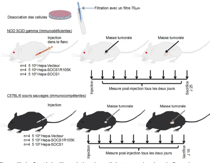Figure III. 1 : Stratégie d’inoculation des cellules tumorales dans le flanc des  souris 