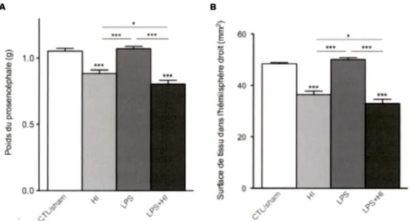 Figure 11  : Quantification  des lésions cérébrales à  P20.  Poids  du  prosencéphale  (A)  et  surface  de  tissu  dans  l'hém isphère  droit  (B)  (7  à  12  animaux  par  cond ition  expérimentale; ANOVA avec  Newman-Keuls  post-test *  p  ::=  0.05, **