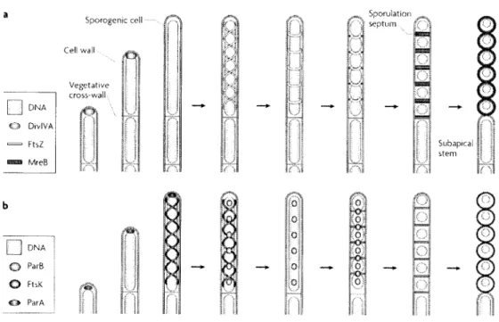 Figure 2: Réorganisation des processus biologiques durant la différenciation des hyphes aériennes en chaînes de spores, a