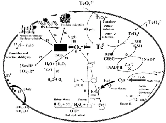 Figure 4: Modèle du rôle de certaines enzymes (et de certains de leurs produits) de la voie métabolique de la cysteine en réponse à la présence de K2Te03